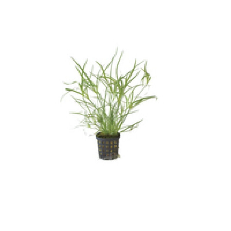 6x Juncus Repens